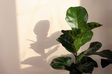 Photo of Beautiful ficus plant near beige wall indoors, space for text. House decor