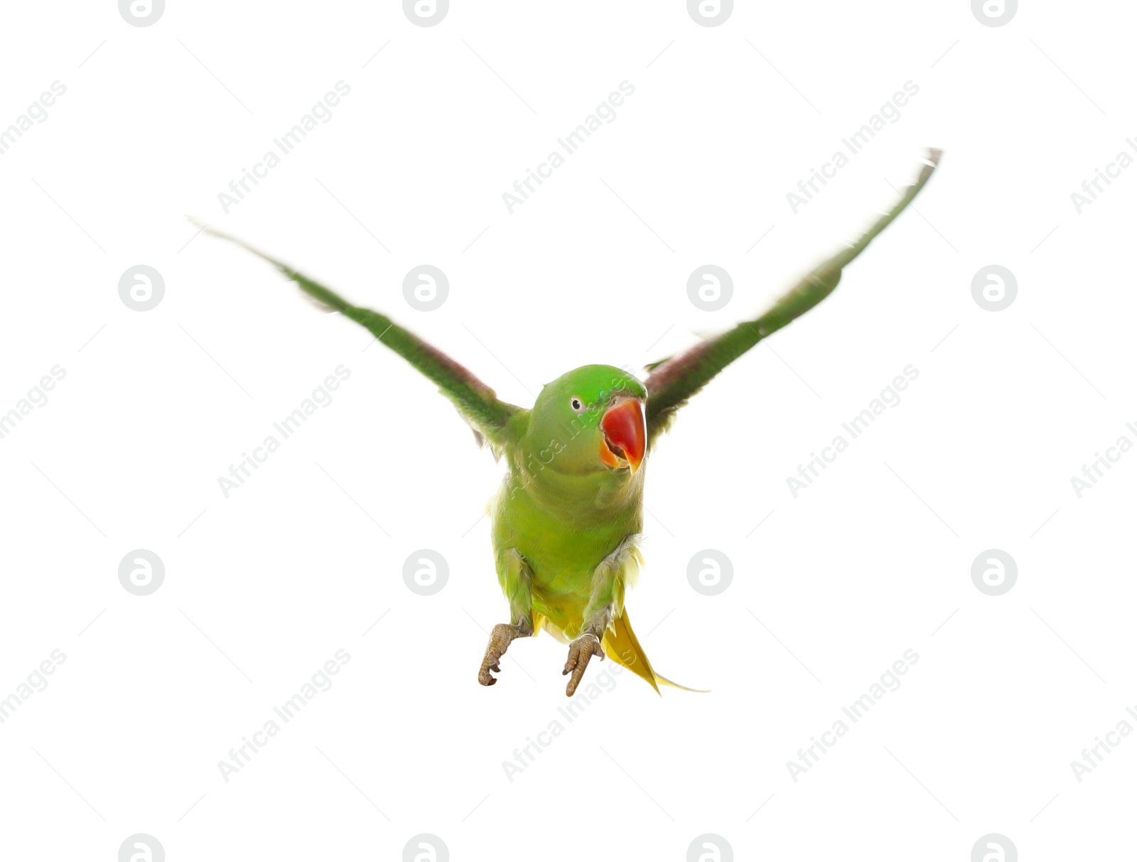 Photo of Beautiful Alexandrine parakeet flying isolated on white