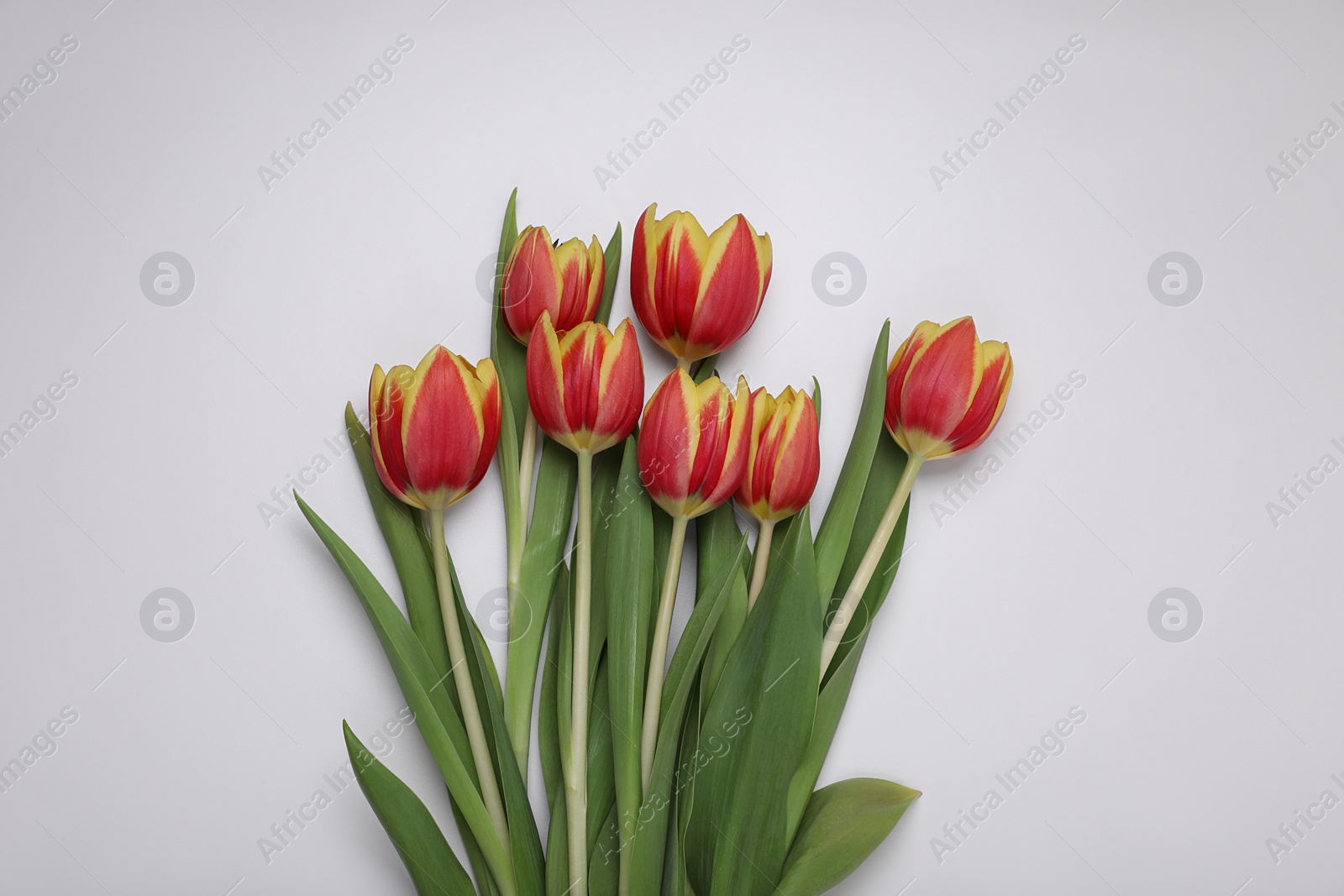 Photo of Beautiful colorful tulip flowers on white background, flat lay