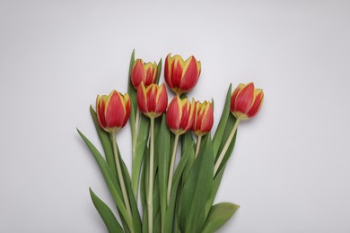 Beautiful colorful tulip flowers on white background, flat lay