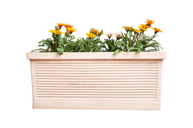 Image of Beautiful yellow flowers in plant pot on white background 