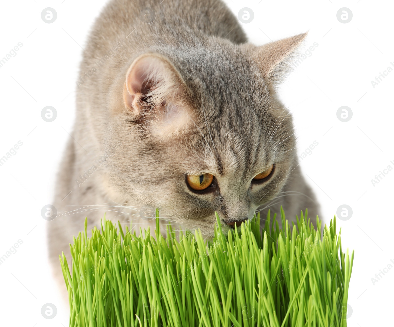 Photo of Cute cat and fresh green grass isolated on white