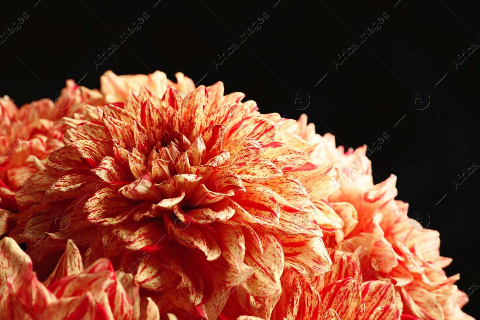 Photo of Beautiful coral dahlia flowers on black background, closeup