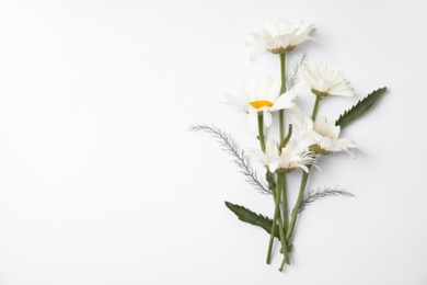 Beautiful chamomile flowers on white background