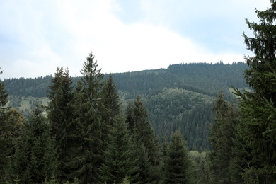 Photo of Picturesque landscape with conifer forest on mountain