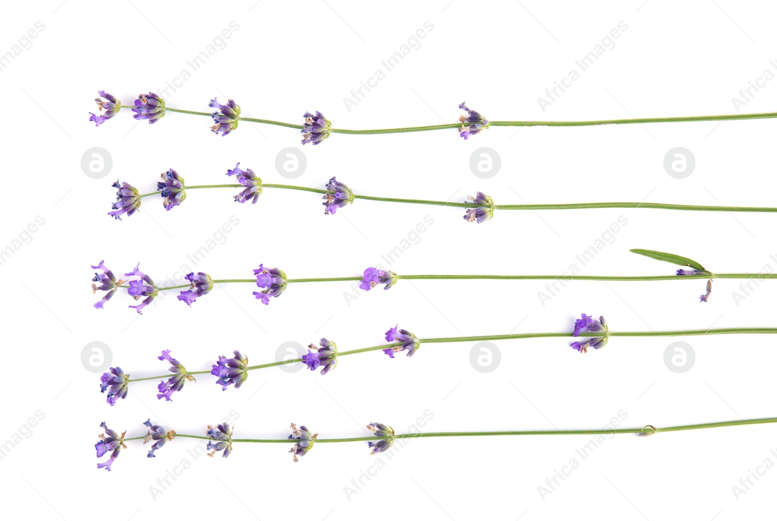 Photo of Beautiful tender lavender flowers on white background, top view