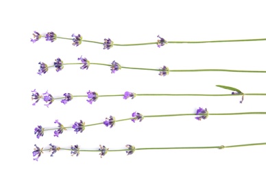 Beautiful tender lavender flowers on white background, top view