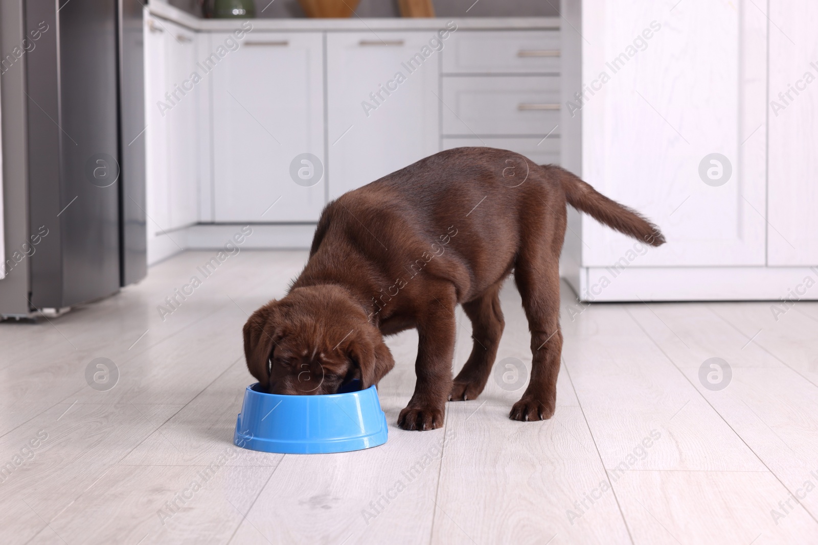 Photo of Cute chocolate Labrador Retriever puppy feeding from plastic bowl on floor indoors. Lovely pet