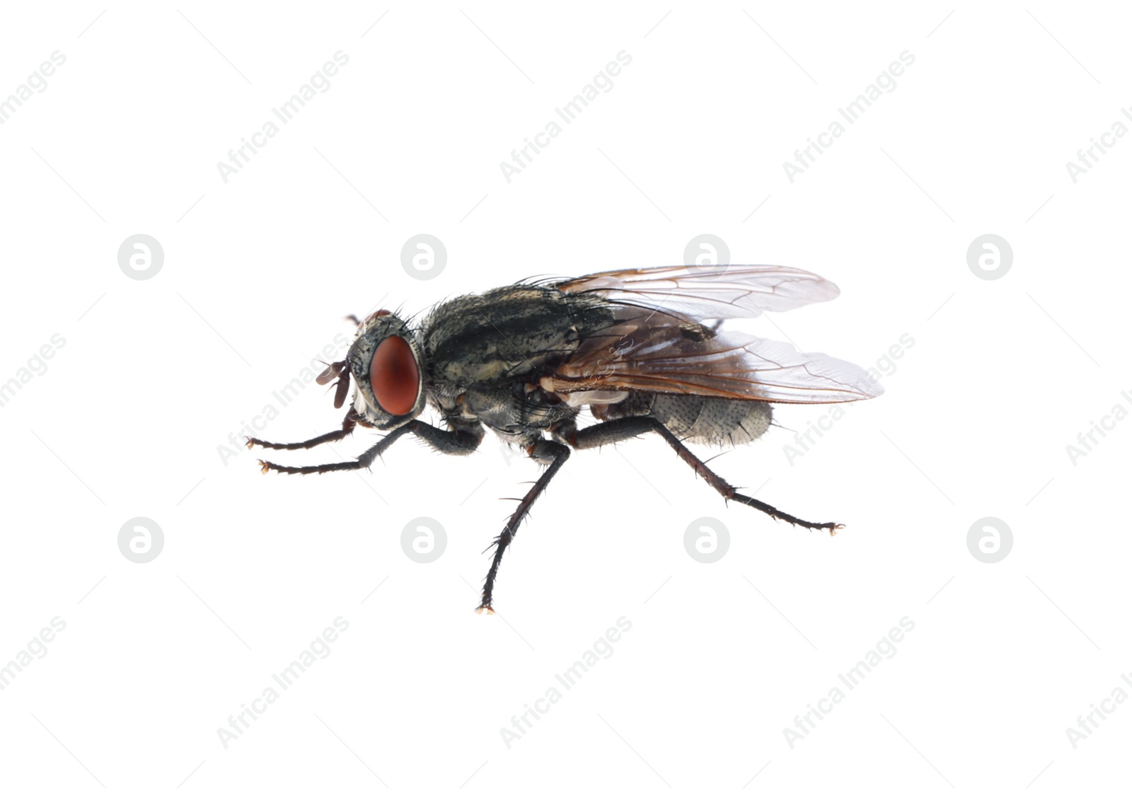 Photo of One common black fly on white background