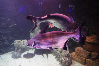 Photo of Gaff topsail catfish swimming in clear aquarium