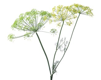 Photo of Fresh green dill plant with flowers isolated on white