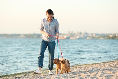 Photo of Young woman walking her adorable Brussels Griffon dogs near river