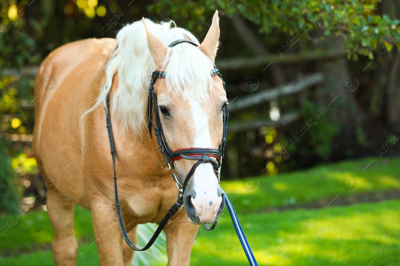 Photo of Palomino horse in bridle outdoors on sunny day