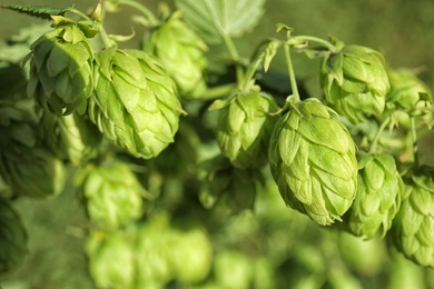 Photo of Fresh green hops on bine against blurred background. Beer production