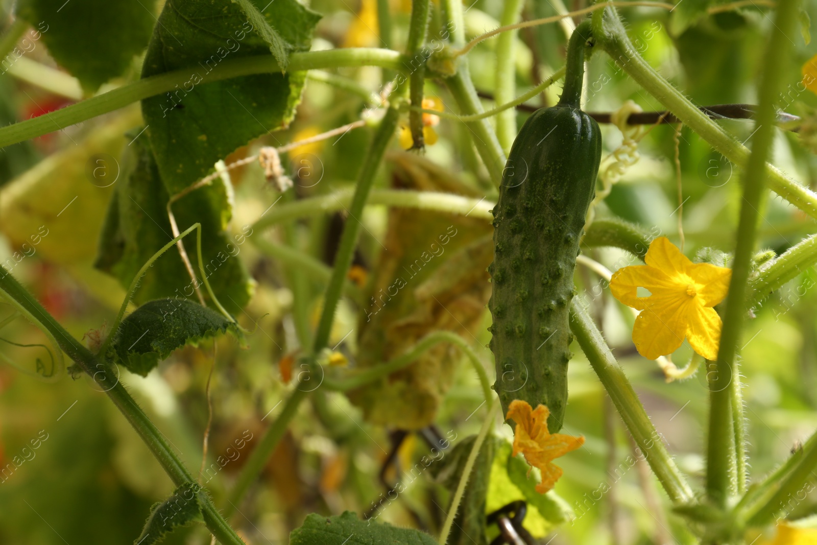 Photo of Closeup view of cucumber ripening in garden on sunny day