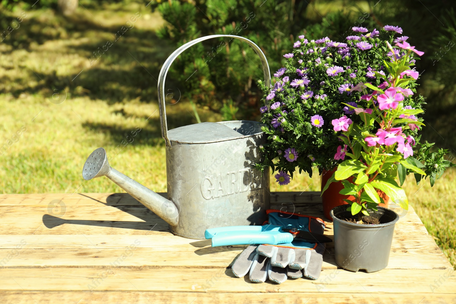 Photo of Potted flowers and gardening tools on table outdoors