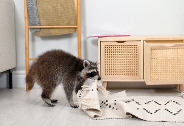 Photo of Cute mischievous raccoon playing with rug indoors