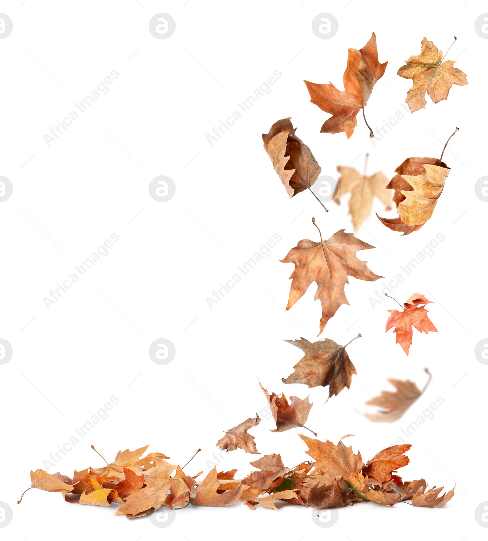 Image of Beautiful autumn leaves falling on white background