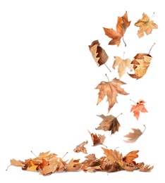 Image of Beautiful autumn leaves falling on white background