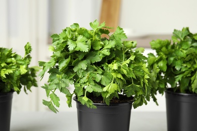 Photo of Plastic pots with fresh green parsley indoors