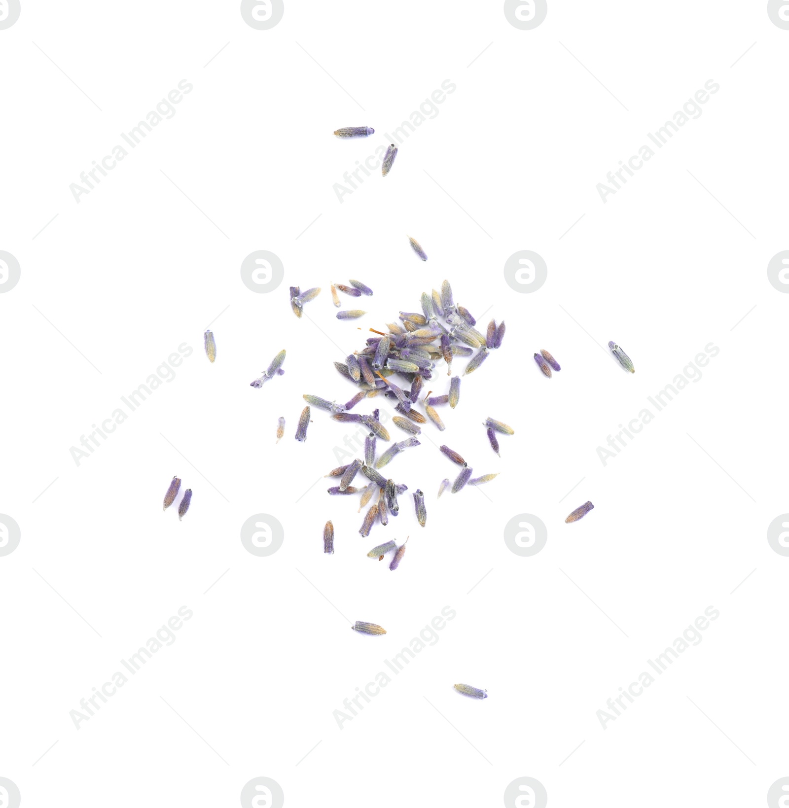 Photo of Beautiful purple lavender flowers on white background, top view