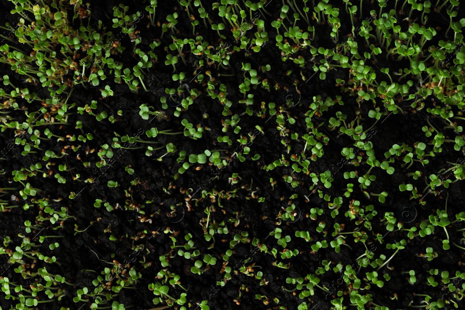 Photo of Young arugula sprouts growing in soil, top view