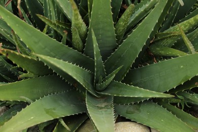 Photo of Aloe vera growing outdoors, above view. Succulent plant