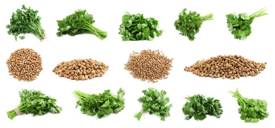 Image of Set with fresh green coriander leaves and dried seeds on white background. Banner design