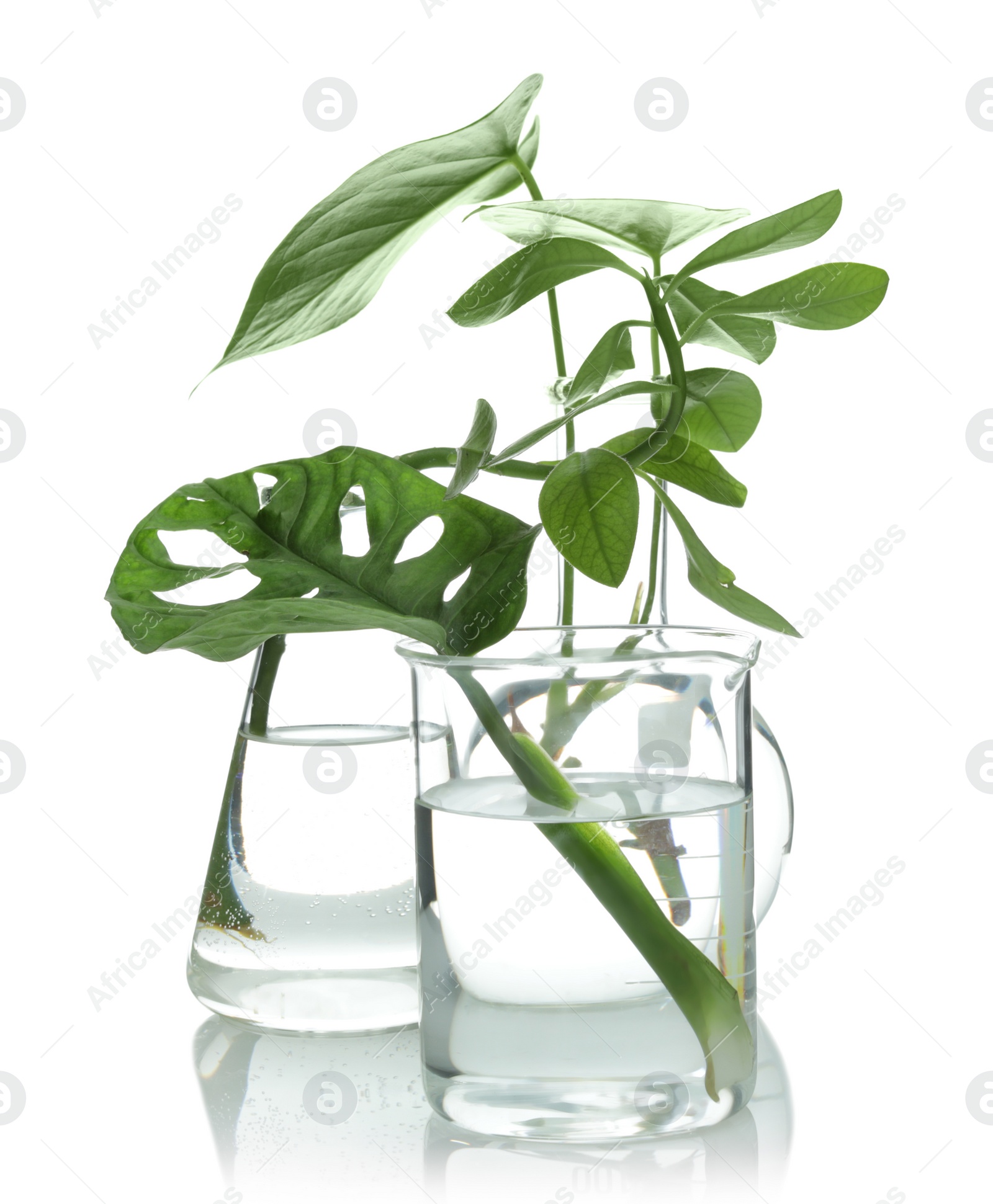 Photo of Flasks with exotic plants isolated on white. Organic chemistry