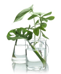 Flasks with exotic plants isolated on white. Organic chemistry