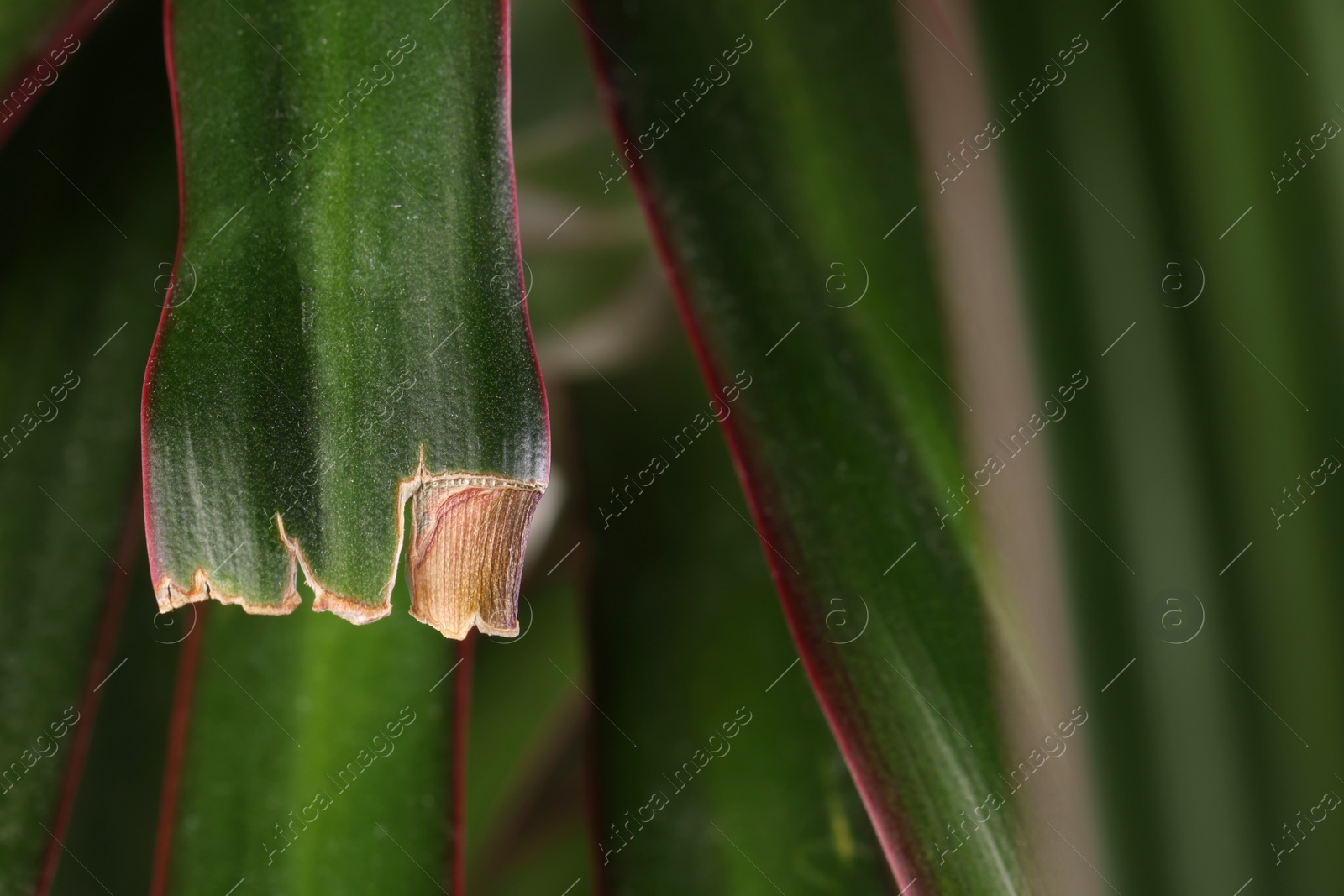 Photo of Potted houseplant with damaged leaves, closeup view