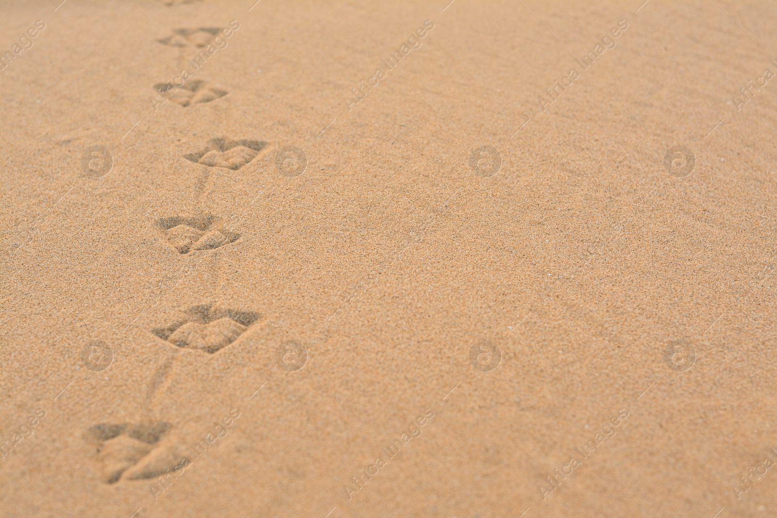 Photo of Bird tracks on beach sand, closeup. Space for text