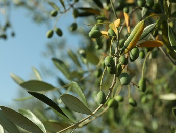 Photo of Olive tree branch with green fruits outdoors on sunny day