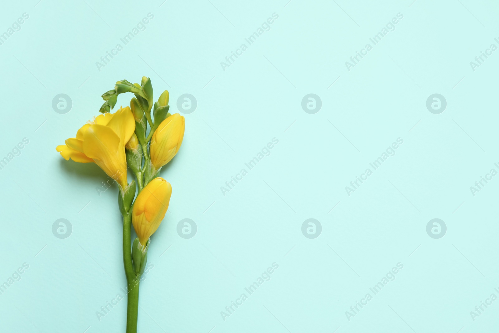 Photo of Beautiful blooming yellow freesia on light background, top view. Space for text