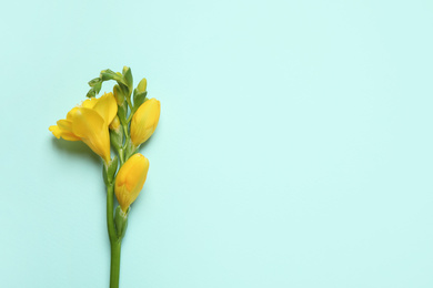 Photo of Beautiful blooming yellow freesia on light background, top view. Space for text