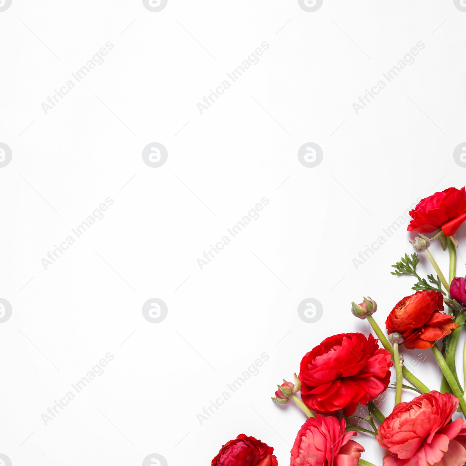 Photo of Beautiful ranunculus flowers on white background, top view