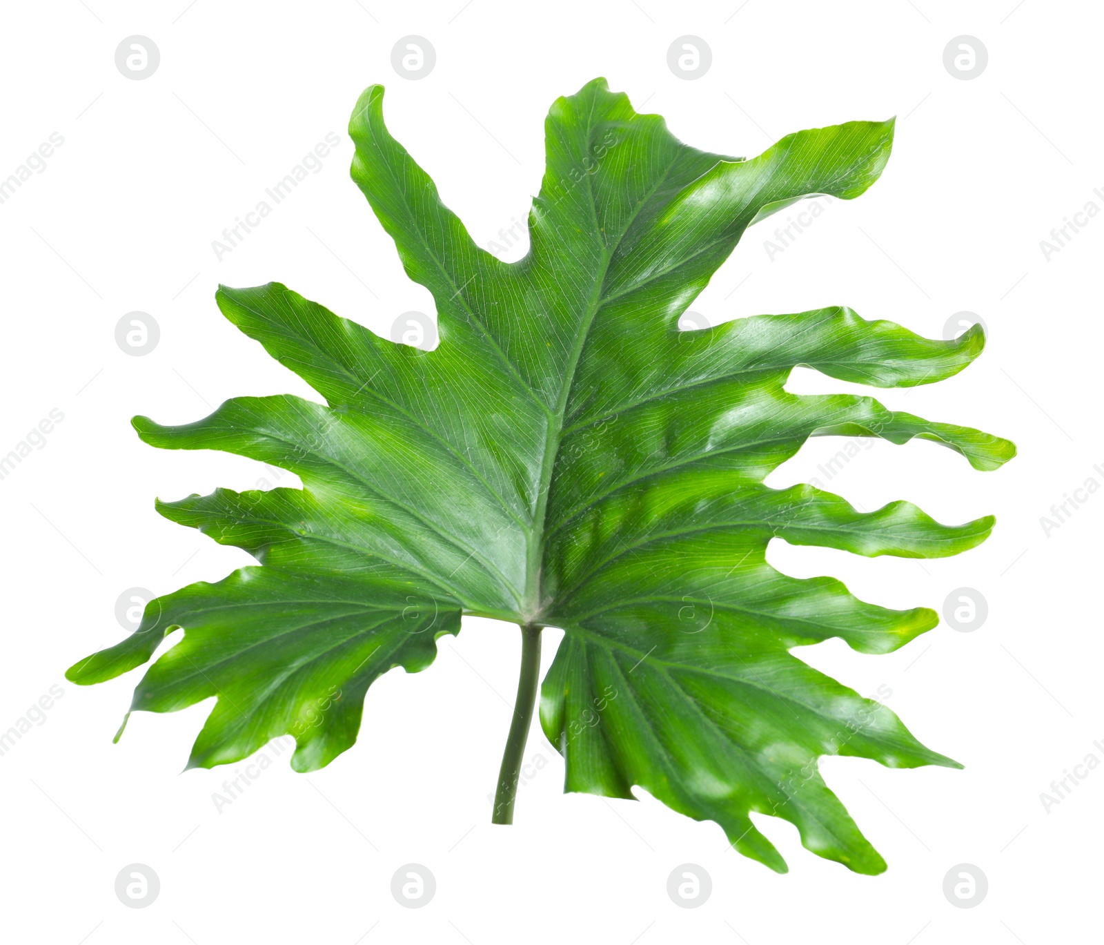 Photo of Tropical philodendron leaf isolated on white