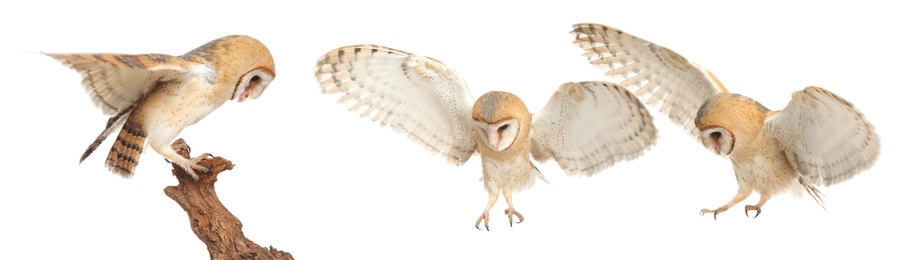 Collage with photos of beautiful barn owl on white background. Banner design 