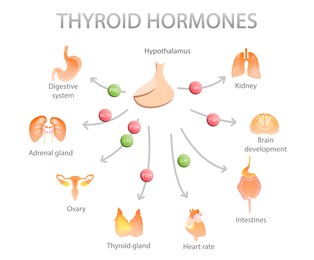 Illustration of thyroid gland and different icons showing which human organs it affects on white background. Medical poster