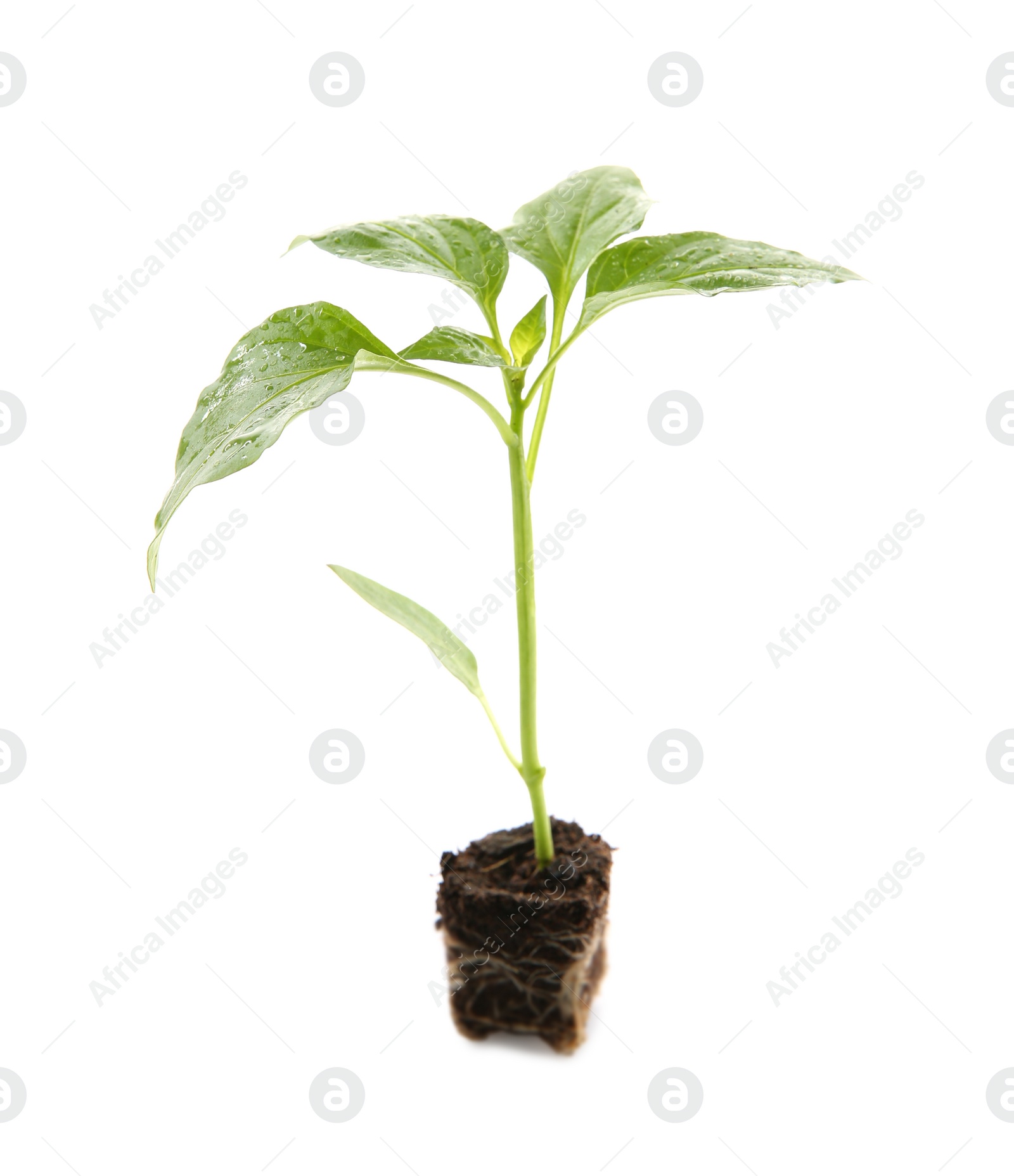 Photo of Fresh green pepper seedling isolated on white