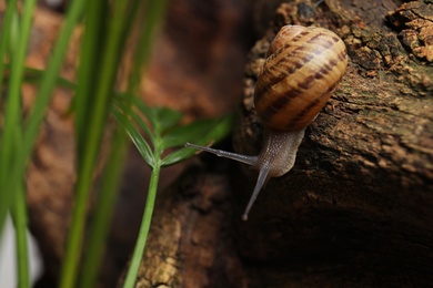 Common garden snail crawling on tree bark, closeup