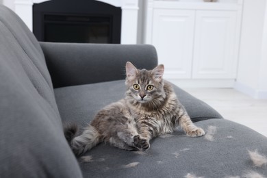 Photo of Cute cat and pet hair on grey sofa indoors