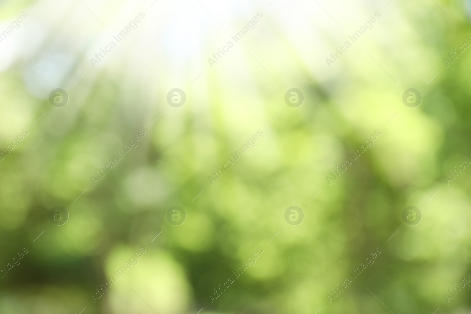 Photo of Blurred view of abstract green background. Bokeh effect