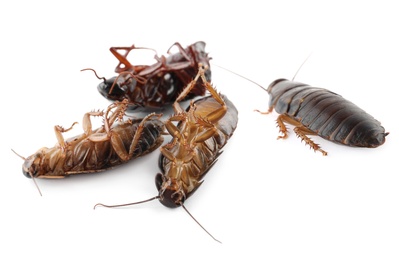 Image of Many cockroaches on white background. Pest control