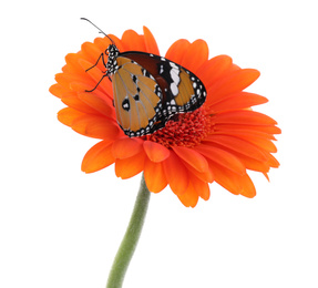 Flower with beautiful painted lady butterfly isolated on white