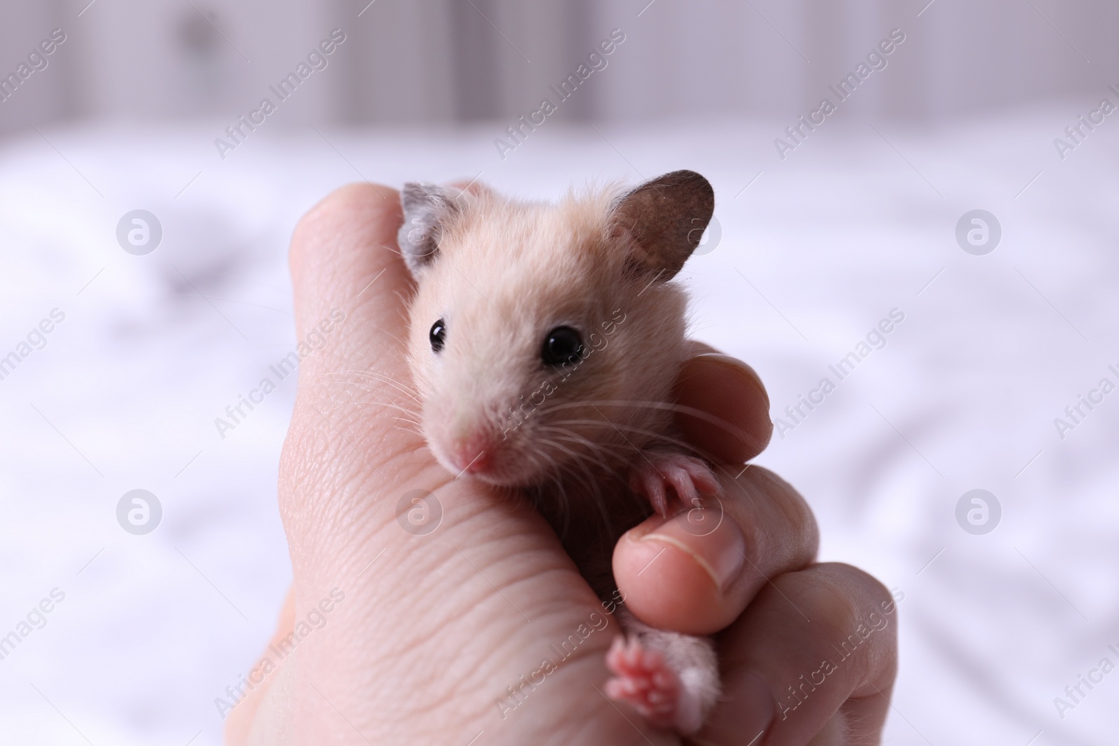 Photo of Woman holding cute little hamster indoors, closeup