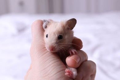 Woman holding cute little hamster indoors, closeup