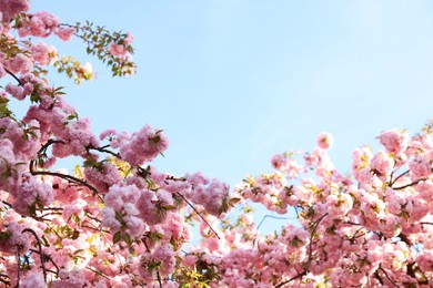 Beautiful blossoming sakura tree with pink flowers against blue sky, space for text. Spring season