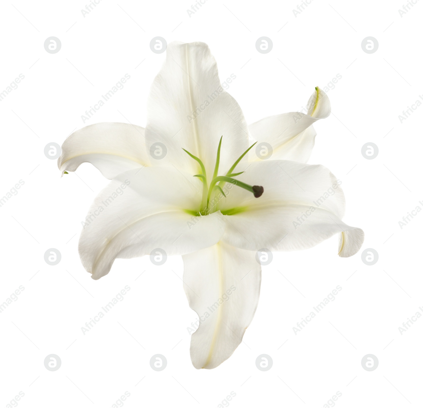 Photo of Beautiful lily on white background. Funeral flower