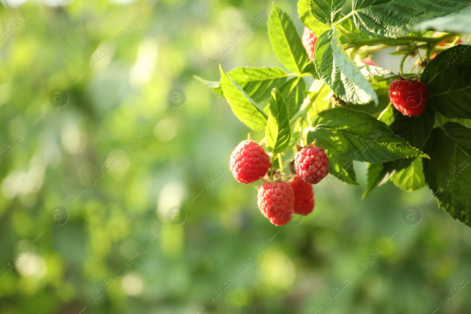 Photo of Raspberry bush with tasty ripe berries in garden, closeup